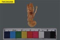 藏品(寄居蟹)的圖片